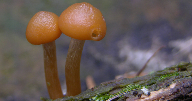 Galerina da determinare n34(2007)